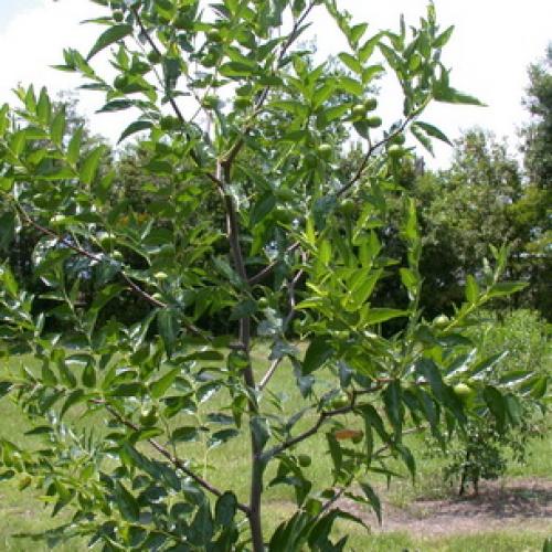 Все о китайском финике и его выращивании. Китайский финик, его польза и секреты выращивания 13