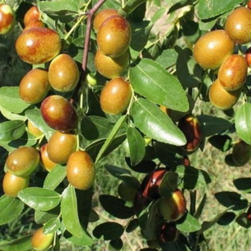 Все о китайском финике и его выращивании. Китайский финик, его польза и секреты выращивания 08