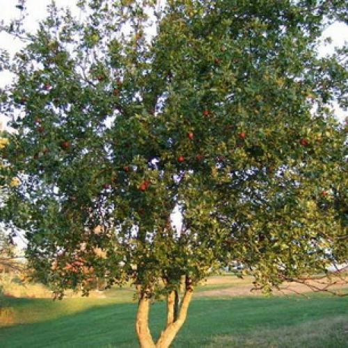 Все о китайском финике и его выращивании. Китайский финик, его польза и секреты выращивания 09