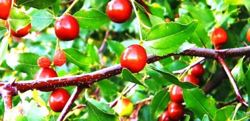 Все о китайском финике и его выращивании. Китайский финик, его польза и секреты выращивания 05