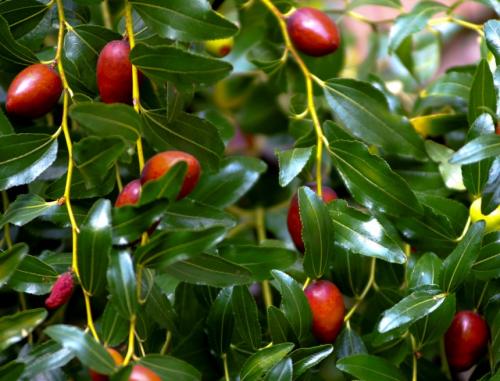 Как вырастить зизифус в домашних условиях. Зизифус (китайский финик): выбор места и особенности выращивания