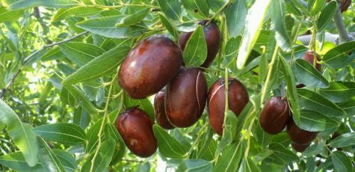 Все о китайском финике и его выращивании. Китайский финик, его польза и секреты выращивания 02