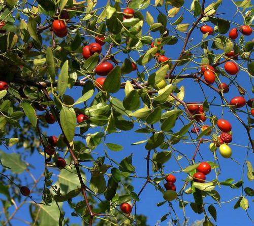 Как вырастить зизифус в домашних условиях. Зизифус (китайский финик): выбор места и особенности выращивания