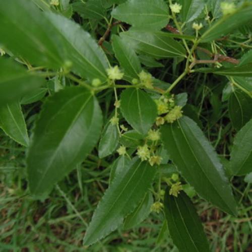 Как вырастить зизифус в домашних условиях 2022. Как посадить унаби 02