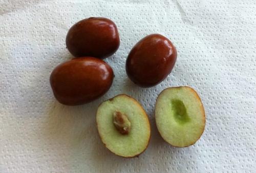 Как вырастить зизифус в домашних условиях. Зизифус (китайский финик): выбор места и особенности выращивания