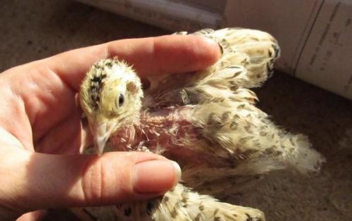 Какие основные болезни перепелов и как их предотвратить. Незаразные болезни