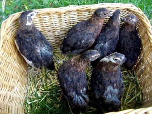 Разведение перепелов для начинающих: пошаговое руководство 03 Разведение перепелов для начинающих: пошаговое руководство 03