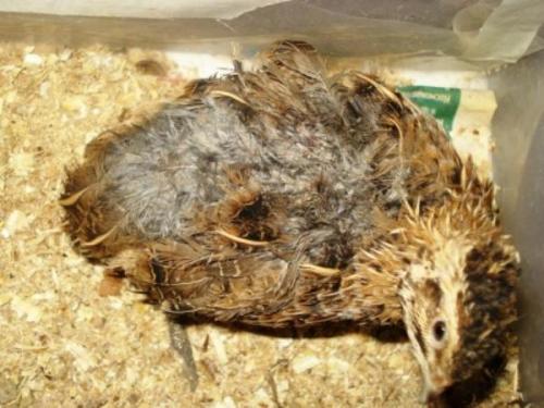 Какие основные болезни перепелов и как их предотвратить. Незаразные болезни