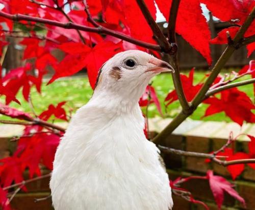 Разведение перепелов для начинающих: пошаговое руководство 04 Разведение перепелов для начинающих: пошаговое руководство 04