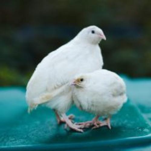 Разведение перепелов для начинающих: пошаговое руководство 08 Разведение перепелов для начинающих: пошаговое руководство 08