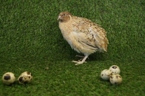 Разведение перепелов для начинающих: пошаговое руководство 05 Разведение перепелов для начинающих: пошаговое руководство 05