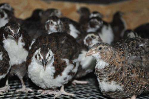 Разведение перепелов для начинающих: пошаговое руководство 02 Разведение перепелов для начинающих: пошаговое руководство 02