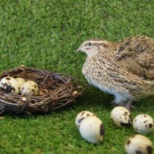 Разведение перепелов для начинающих: пошаговое руководство 07 Разведение перепелов для начинающих: пошаговое руководство 07