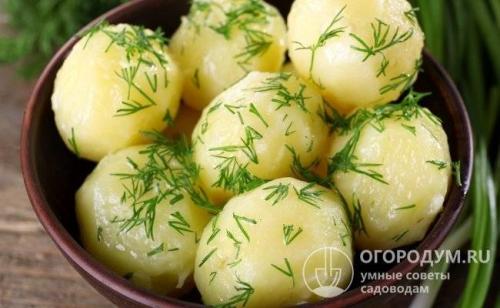 Семенной картофель жуковский ранний: свойства и характеристики 02