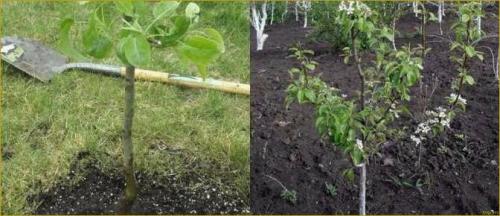 Просто Мария: как легко купить грушу онлайн 07 Просто Мария: как легко купить грушу онлайн 07