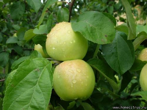 Лучшие сорта яблонь для средней полосы форум. #1 Aлекc