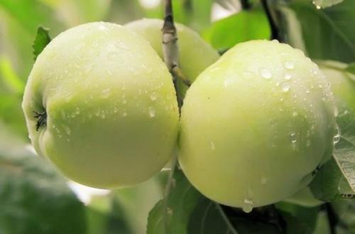 Зимние сорта яблонь для среднего поволжья. Обзор зимних сортов яблони