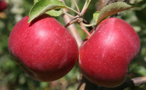 Популярные зимние сорта яблок. Всё про зимние сорта яблок