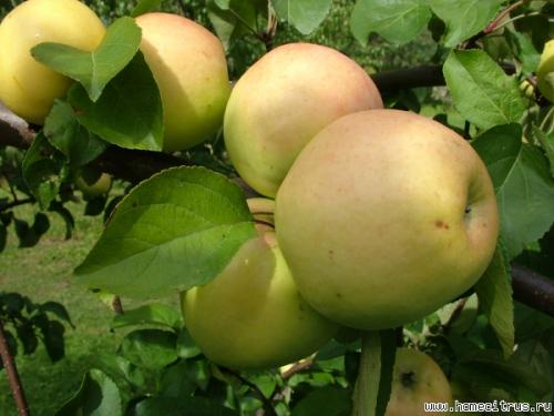 Лучшие сорта яблонь для средней полосы форум. #1 Aлекc