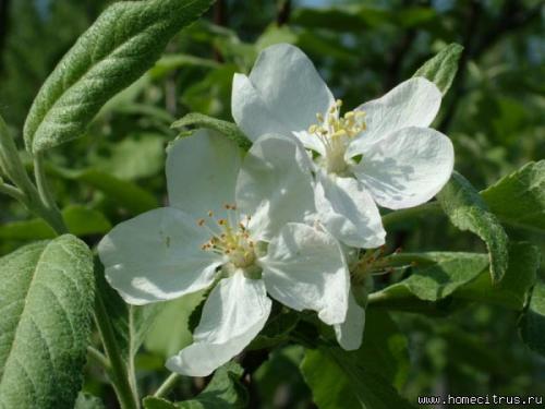 Лучшие сорта яблонь для средней полосы форум. #1 Aлекc