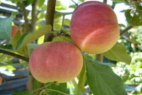 Груша 'Просто Мария': как выращивать морозостойкий сорт 09 Груша 'Просто Мария': как выращивать морозостойкий сорт 09