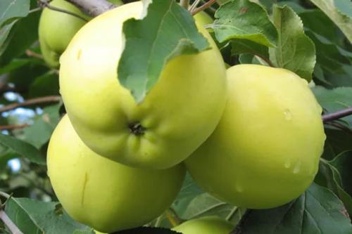 Груша 'Просто Мария': как выращивать морозостойкий сорт 08 Груша 'Просто Мария': как выращивать морозостойкий сорт 08