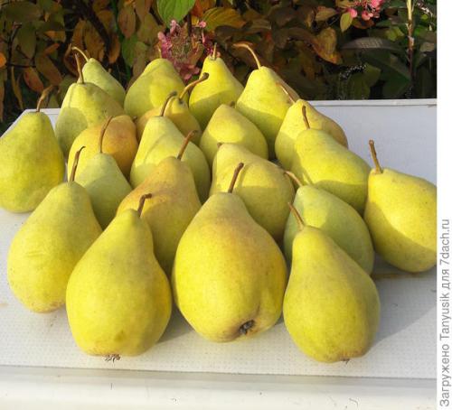 Какие возможные проблемы с морозостойкостью могут возникнуть у 'Просто Марии. 'Просто Мария' - не просто груша, а груша замечательная во всех отношениях!