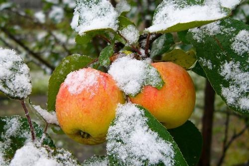 Груша 'Просто Мария': как выращивать морозостойкий сорт 07 Груша 'Просто Мария': как выращивать морозостойкий сорт 07