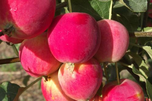 Груша 'Просто Мария': как выращивать морозостойкий сорт 11 Груша 'Просто Мария': как выращивать морозостойкий сорт 11