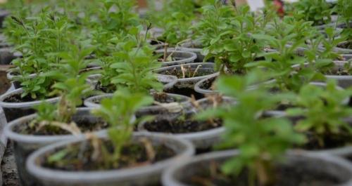 Калибрахоа выращивание из семян. Калибрахоа из семян: 5 полезных подсказок по выращиванию