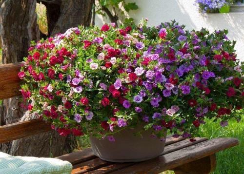 Калибрахоа выращивание из семян. Калибрахоа из семян: 5 полезных подсказок по выращиванию