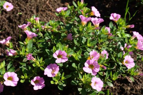 Калибрахоа выращивание и уход. Выращивание и уход за калибрахоа 11