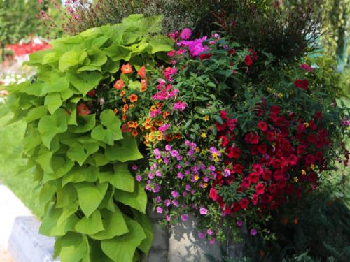 Калибрахоа выращивание и уход. Выращивание и уход за калибрахоа 12