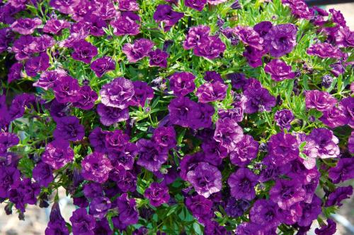 Калибрахоа выращивание и уход. Выращивание и уход за калибрахоа 03