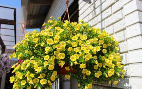 Калибрахоа выращивание и уход. Выращивание и уход за калибрахоа 01