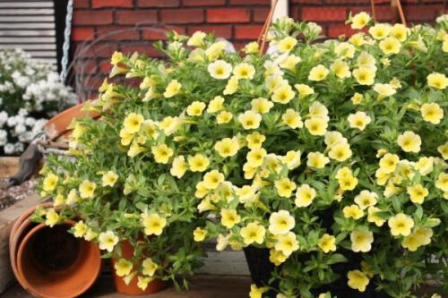 Калибрахоа уход в домашних условиях. Выращивание Калибрахоа в домашних условиях