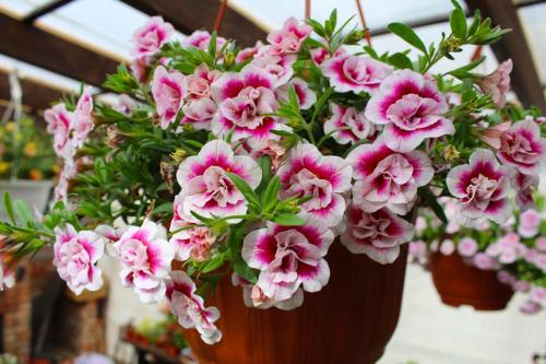 Калибрахоа выращивание и уход. Выращивание и уход за калибрахоа 02