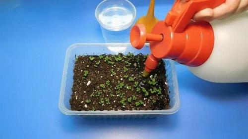 Калибрахоа выращивание из семян. Калибрахоа из семян: 5 полезных подсказок по выращиванию