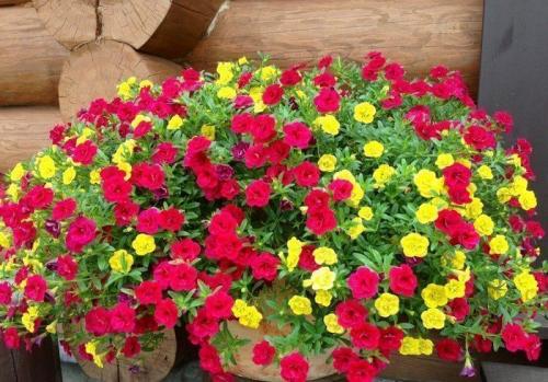 Калибрахоа выращивание из семян. Калибрахоа из семян: 5 полезных подсказок по выращиванию