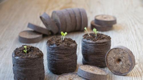 Калибрахоа выращивание из семян. Калибрахоа из семян: 5 полезных подсказок по выращиванию