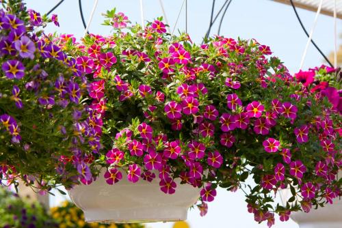 Калибрахоа выращивание и уход. Выращивание и уход за калибрахоа 04