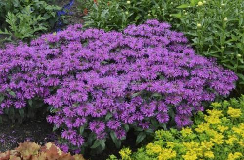 Монарда когда цветет. Немного о растении