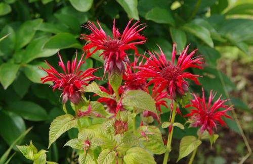 Монарда когда цветет. Немного о растении