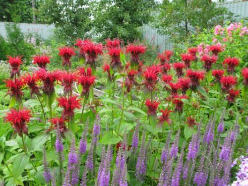 Монарда когда цветет. Немного о растении