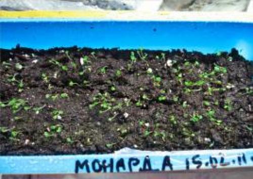 Монарда посадка и уход в открытом грунте осенью. Уход за монардой 01