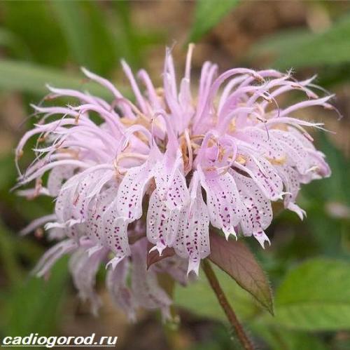 Монарда многолетняя. Монарда цветок. Описание, особенности, виды и уход за монардой