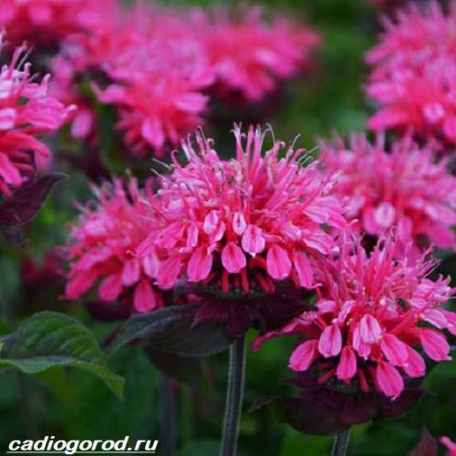 Монарда многолетняя. Монарда цветок. Описание, особенности, виды и уход за монардой