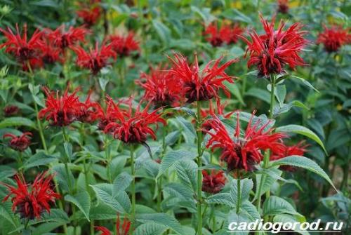 Монарда многолетняя. Монарда цветок. Описание, особенности, виды и уход за монардой