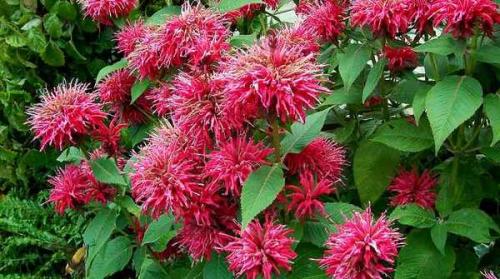 Монарда: лечебные свойства. Лечебные свойства монарды(бергамота) и применение в народной медицине