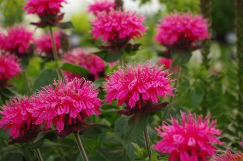 Монарда когда цветет. Немного о растении